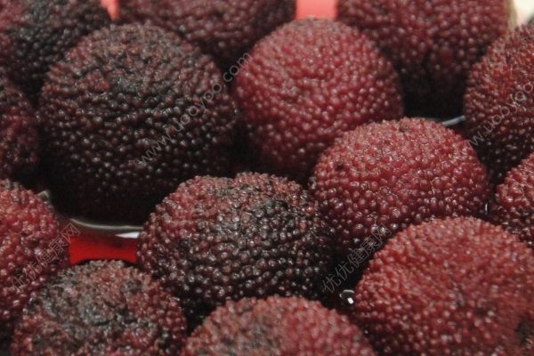 楊梅和烏梅一樣嗎？楊梅和烏梅的區(qū)別(3)
