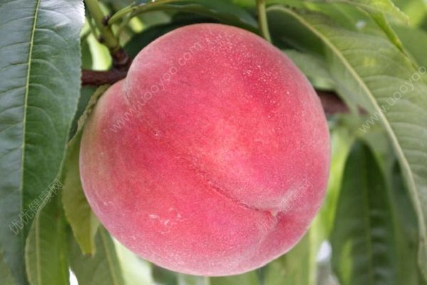 甲亢能吃桃子嗎？桃子對(duì)人體有什么好處？(1)