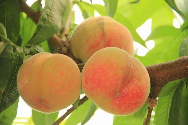 甲亢能吃桃子嗎？桃子對(duì)人體有什么好處？(4)