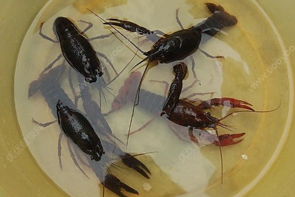 龍蝦可以養(yǎng)嗎？龍蝦吃什么食物？(1)