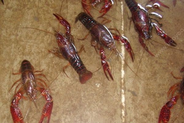 龍蝦可以養(yǎng)嗎？龍蝦吃什么食物？(5)