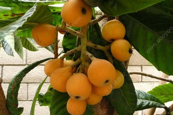 枇杷可以止咳嗎？ 枇杷煮水止咳效果好嗎？(1)