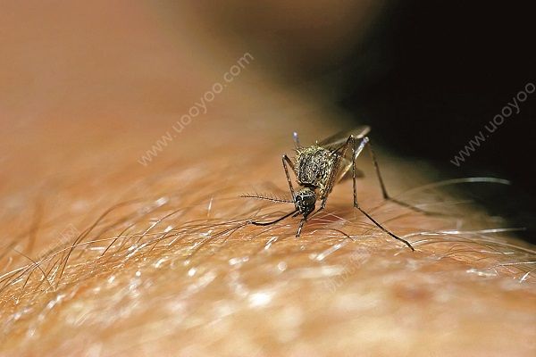 蚊子為什么晚上出來？蚊子晚上能看見嗎？(1)