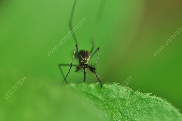 蚊子為什么晚上出來？蚊子晚上能看見嗎？(2)