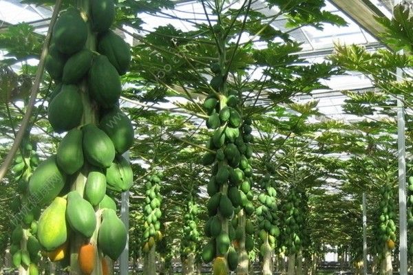 木瓜幾年結(jié)果？木瓜什么時(shí)間成熟？(1)