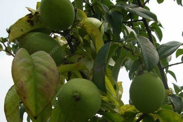 木瓜幾年結(jié)果？木瓜什么時(shí)間成熟？(4)