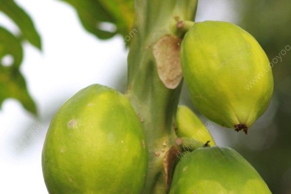 青木瓜和木瓜有什么區(qū)別？青木瓜和木瓜的區(qū)別(1)