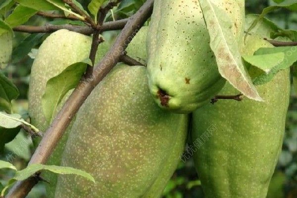 青木瓜和木瓜有什么區(qū)別？青木瓜和木瓜的區(qū)別(4)