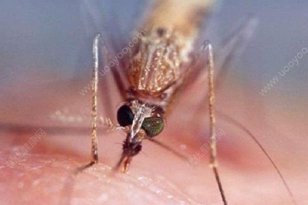 蚊子容易傳播哪些疾??？蚊子傳播的主要疾病有哪些？(2)