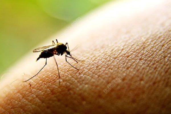 蚊子容易傳播哪些疾??？蚊子傳播的主要疾病有哪些？(6)