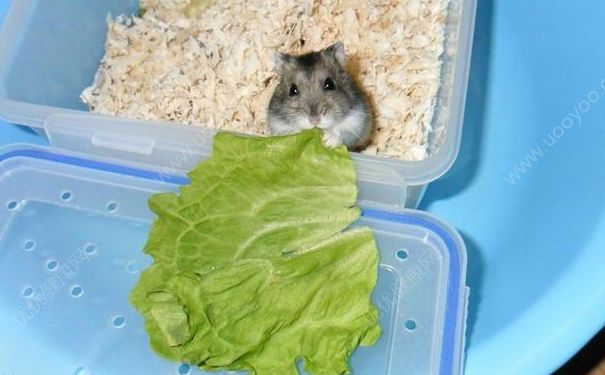 倉鼠吃生菜嗎？倉鼠能吃生菜嗎？(1)