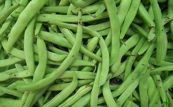 四季豆和豆角有什么區(qū)別？豇豆和四季豆有什么不同？(1)