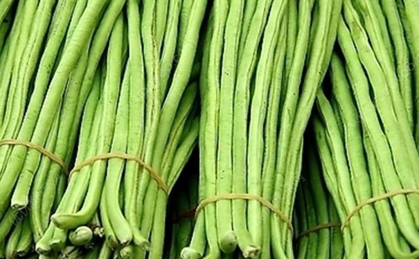 四季豆和豆角有什么區(qū)別？豇豆和四季豆有什么不同？(2)