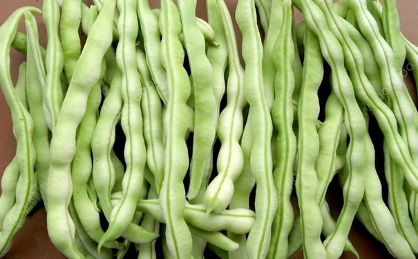 四季豆和豆角有什么區(qū)別？豇豆和四季豆有什么不同？(3)