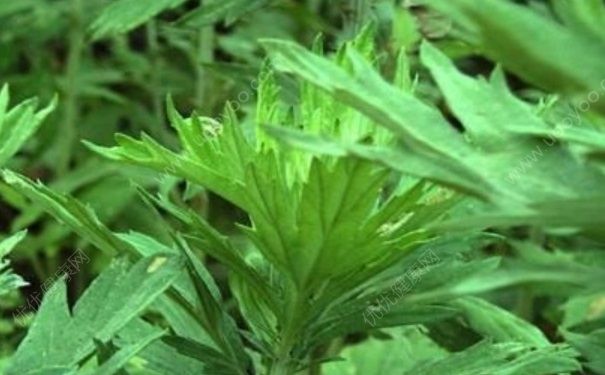 怎么樣泡腳最好呢？泡腳有什么好處呢？(4)