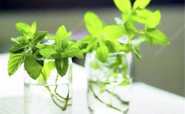薄荷有什么作用？薄荷有什么功效？(1)