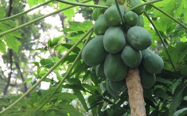 木瓜是樹嗎？木瓜樹長(zhǎng)什么樣子的？(1)