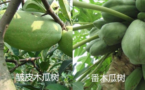 木瓜是樹嗎？木瓜樹長(zhǎng)什么樣子的？(2)