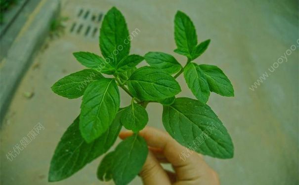 薄荷驅蚊嗎？薄荷有驅蚊效果嗎？(2)