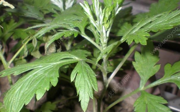 端午節(jié)艾草怎么掛？端午節(jié)艾草的作用？(2)