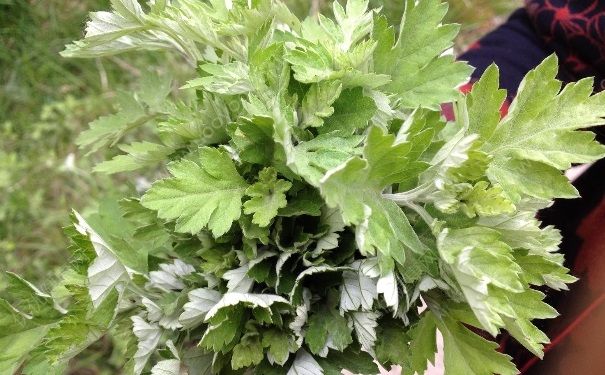 端午節(jié)艾草怎么掛？端午節(jié)艾草的作用？(3)