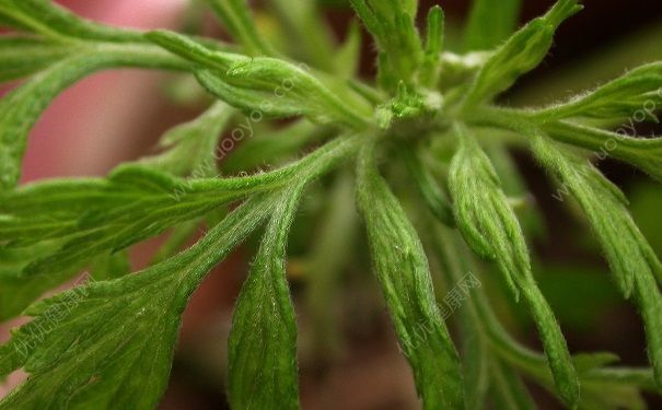 端午節(jié)艾草怎么掛？端午節(jié)艾草的作用？(4)