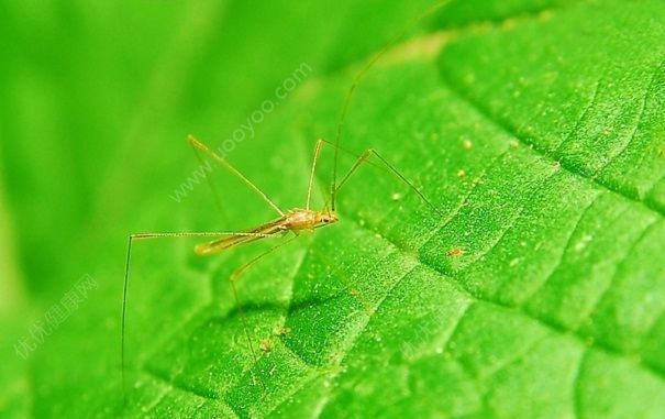 蚊子是從哪里出來的？蚊子是從水里長的嗎？(1)