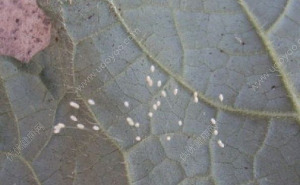 蚊子是從哪里出來的？蚊子是從水里長的嗎？(2)