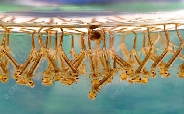 蚊子是從哪里出來的？蚊子是從水里長的嗎？(4)
