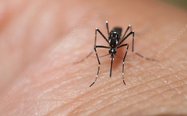 蚊子叮完人會死嗎？蚊子為什么叮人？(1)