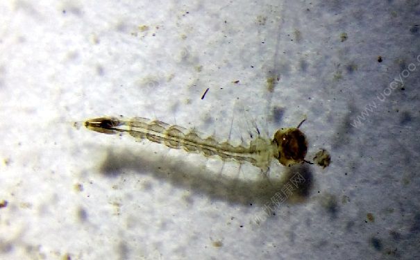 蚊子的繁殖速度有多塊？蚊子如何進(jìn)行繁殖的？(3)