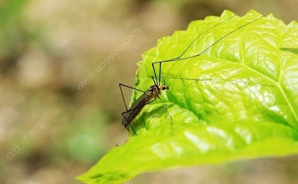 蚊子根據(jù)什么咬人？蚊子咬人的過(guò)程是什么樣的？(2)