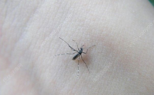 蚊子根據(jù)什么咬人？蚊子咬人的過(guò)程是什么樣的？(4)