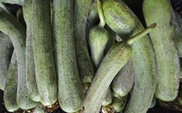 絲瓜能治乳腺增生嗎？防治乳腺增生絲瓜食療法(2)