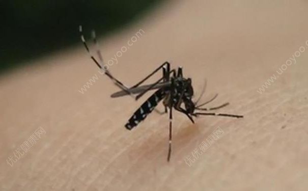 蚊子沒有水怎么繁殖？蚊子繁殖方法是怎樣的？(2)