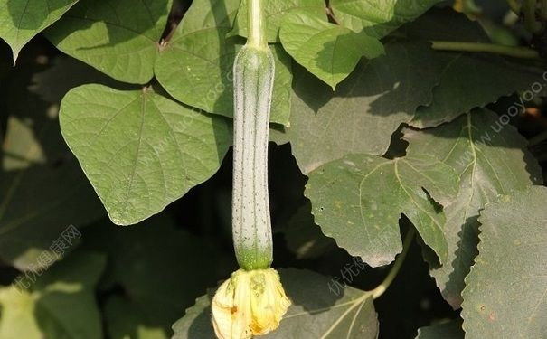 絲瓜治哮喘嗎？吃絲瓜能治好哮喘嗎？(2)