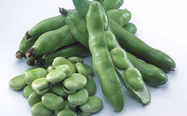 生蠶豆有毒嗎？生蠶豆可以吃嗎？(2)