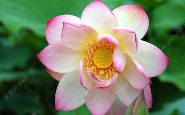 荷花能在室內(nèi)養(yǎng)嗎？荷花室內(nèi)養(yǎng)好不好？(1)