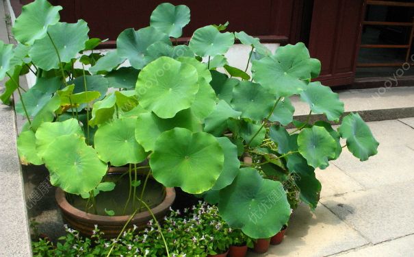 荷花能在室內(nèi)養(yǎng)嗎？荷花室內(nèi)養(yǎng)好不好？(3)