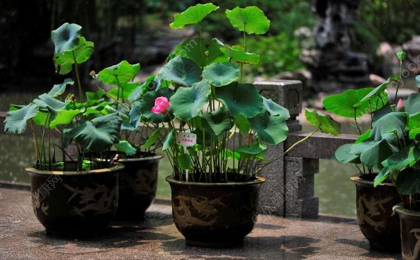 荷花能在室內(nèi)養(yǎng)嗎？荷花室內(nèi)養(yǎng)好不好？(4)
