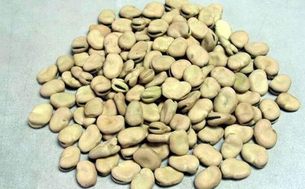 蠶豆放了一年還能吃嗎？蠶豆放時間長了能吃嗎？(1)
