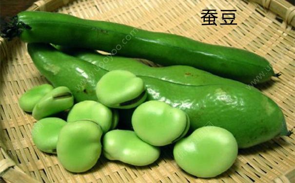 豌豆和蠶豆一樣嗎？蠶豆和豌豆的區(qū)別(1)