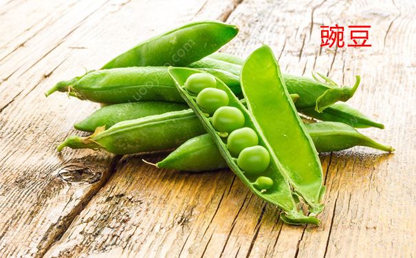 豌豆和蠶豆一樣嗎？蠶豆和豌豆的區(qū)別(2)