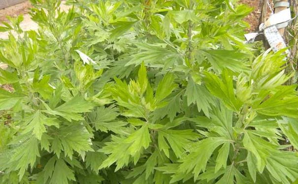 用什么洗澡可以止癢？皮膚癢用什么洗澡好？(4)