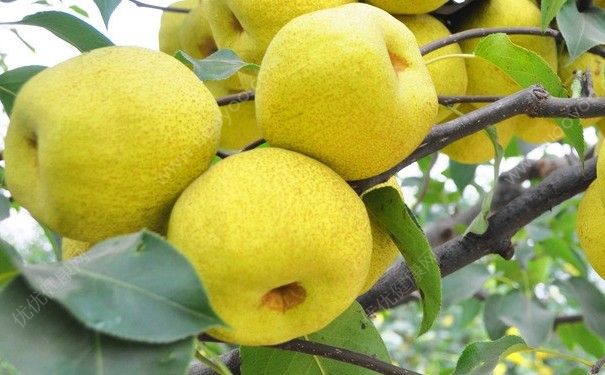 雪梨和鴨梨是一樣的嗎？雪梨和鴨梨的區(qū)別(4)