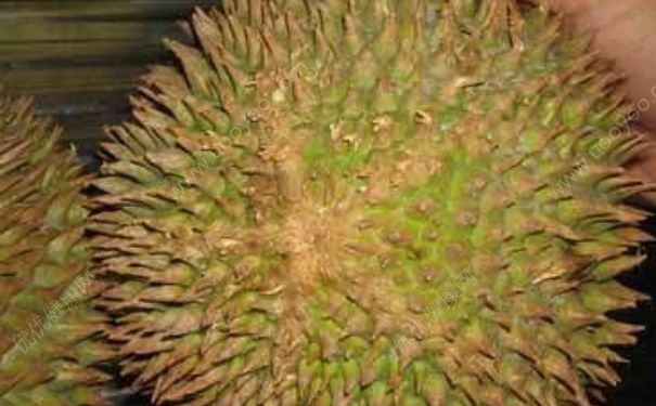 榴蓮怎么開？開榴蓮的方法(2)
