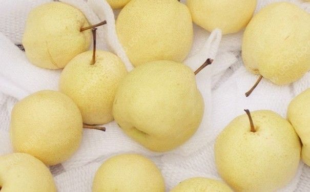 雪梨和香梨是一樣的嗎？雪梨和香梨的區(qū)別(3)