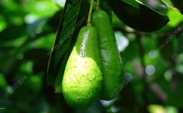 牛油果樹長(zhǎng)什么樣？牛油果樹生長(zhǎng)在哪里？(3)