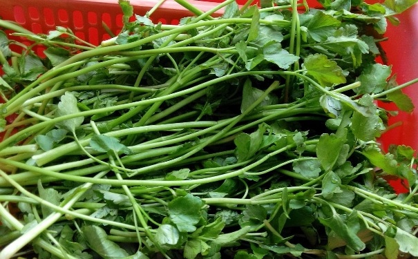 野芹菜有毒嗎？野芹菜能吃嗎？(1)