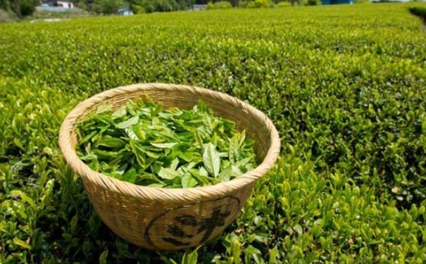 枸杞綠茶可以一起泡嗎？枸杞綠茶可以泡在一起嗎？(1)